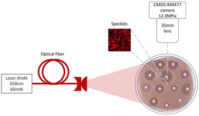 Laser speckle imaging for visualization of hidden effects for early detection of antibacterial susceptibility in disc diffusion tests